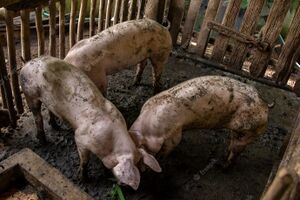 Three-pigs-dirty-stall 38816-256.jpg