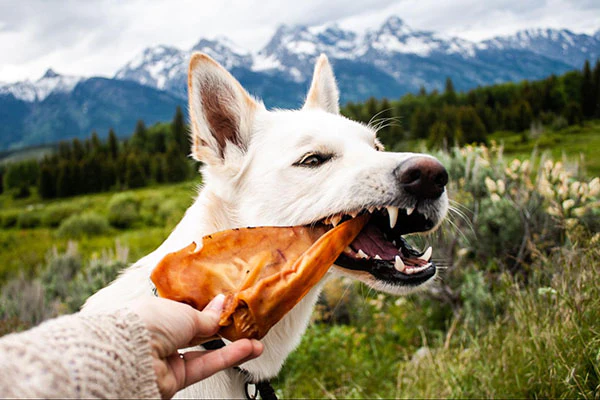 File:Chewing-pig-ear-treat.webp